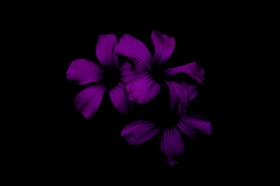黑色背景中的三朵紫色花